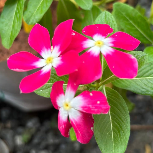 Pink Rosy Periwinkle Flower Seeds