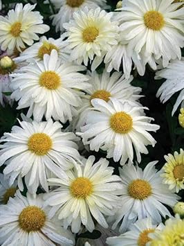 White Yellow Chrysanthemum Flower seeds for Planting - Bright Blooms, Heirloom & GMO Free Seeds for Home Garden
 
 Sale for planting in home garden