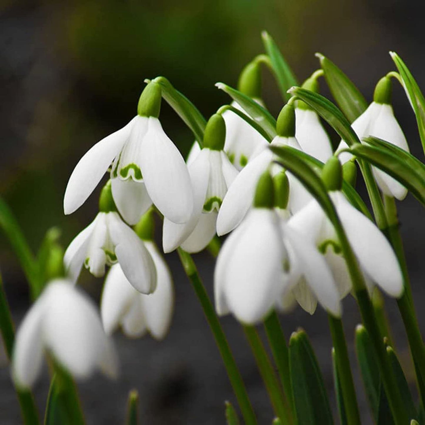 Snowdrop Flower Seeds