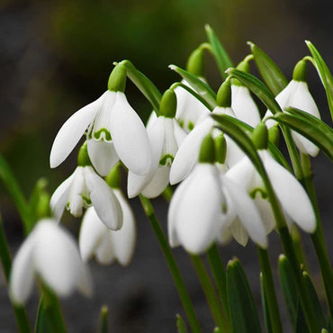 Snowdrop Flower Seeds
