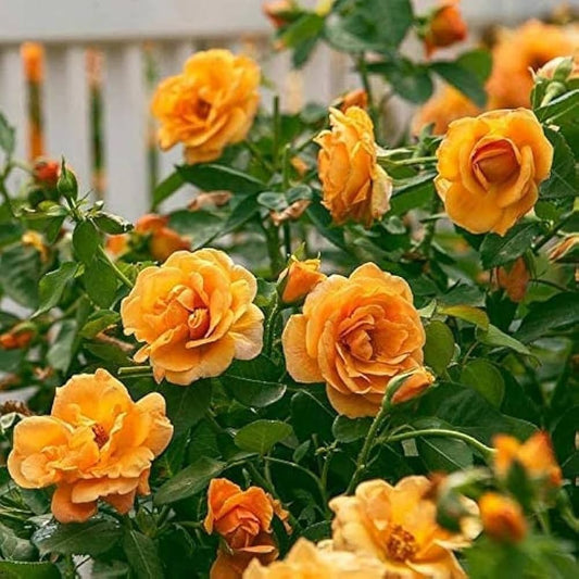 Goldish Yellow Rose Flower seeds for Planting - Drought Tolerant, Heirloom & GMO Free Seeds for Home Garden