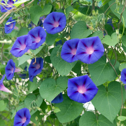 Morning Glory Ipomoea Purpurea Flower Seeds