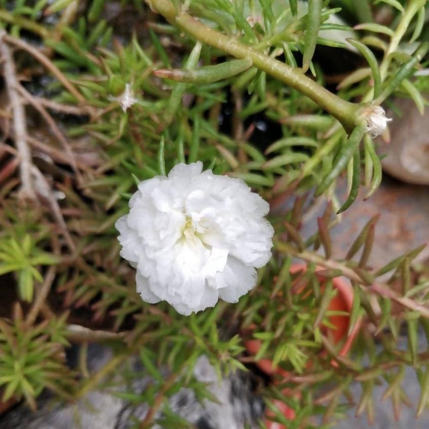 Semi di pianta di Portulaca Grandiflora bianca