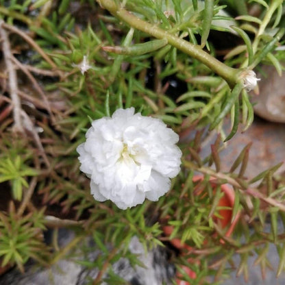 Semi di pianta di Portulaca Grandiflora bianca