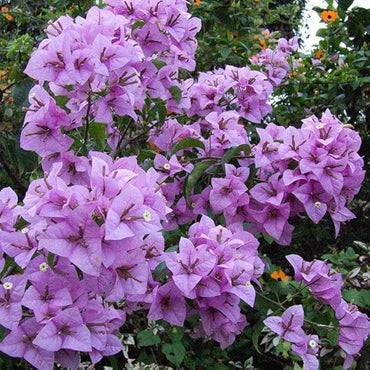 Climbing Bougainvillea Flower seeds for Planting - Low Maintenance, Heirloom & GMO Free Seeds for Home Garden