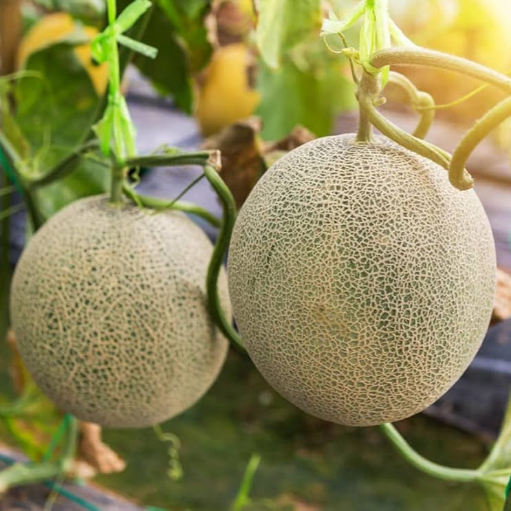 Süße Melonenfruchtsamen