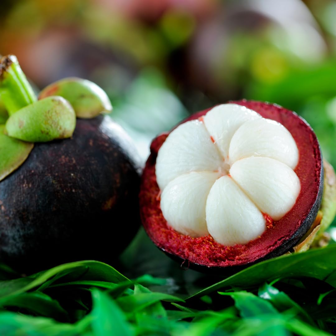 Mangosteen Fruit Seeds