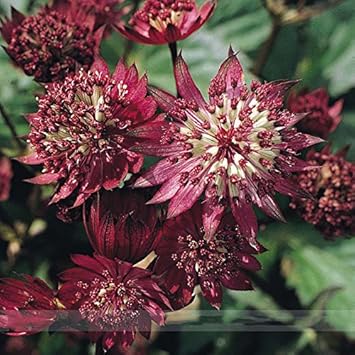 Maroon Astrantia Flower Seeds for Planting – Premium Heirloom, Non-GMO, High Germination Organic Garden Seeds
 
 Sale for planting in home garden.