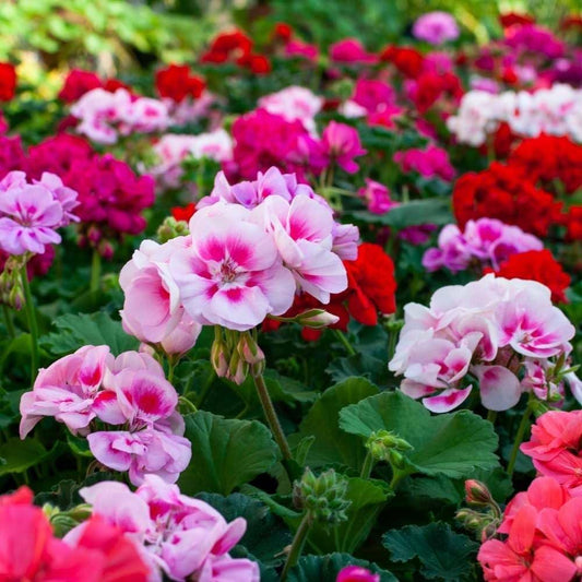 Gemischte Storchschnabel-Blumensamen zum Pflanzen – Bestäuberfreundlich, Erbstück- und GVO-freie Samen für den Hausgarten