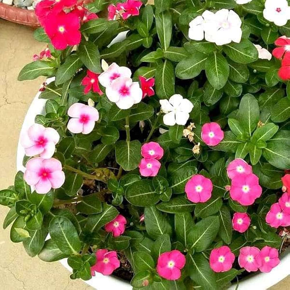 Periwinkle Flower Seeds
