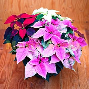 Mixed Poinsettia Flower seeds for Planting - Bright Blooms, Heirloom & GMO Free Seeds for Home Garden
 
 Sale for planting in home garden