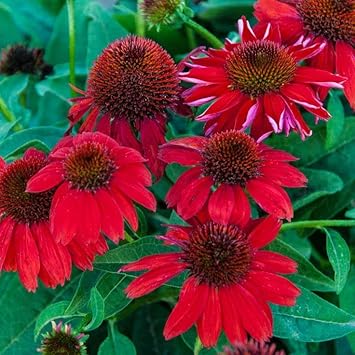 Red Coneflower Flower seeds for Planting - Sun Loving, Heirloom & GMO Free Seeds for Home Garden
 
 Sale seeds for planting in home garden