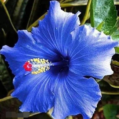 Blue Hibiscus Flower Seeds