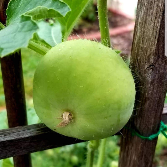 Apple Gourd Vegetable Seeds