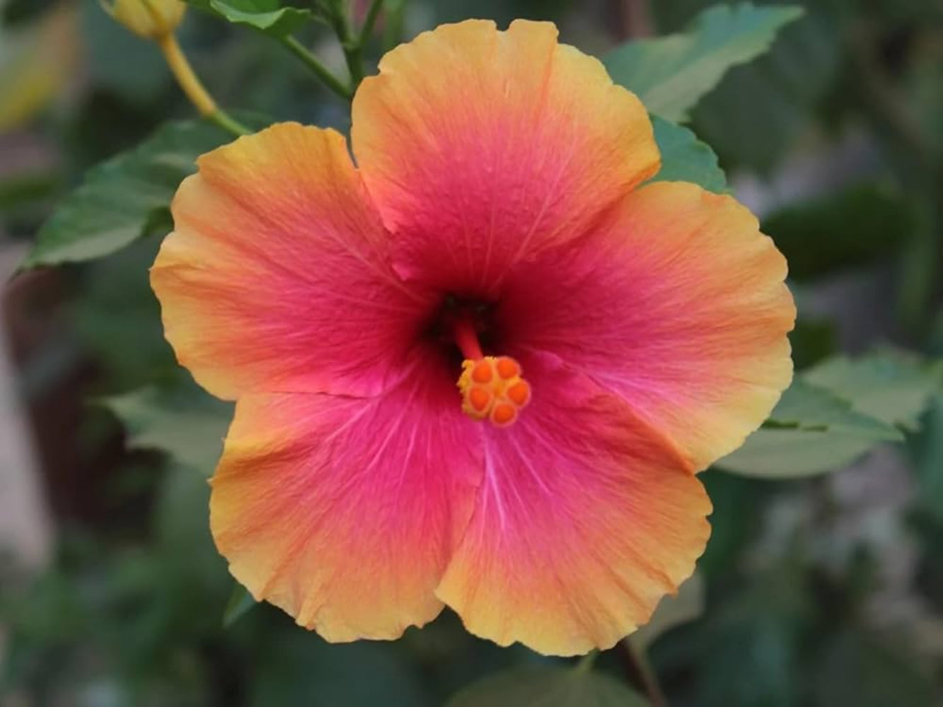 Pink Orange Hibiscus Flower Seeds