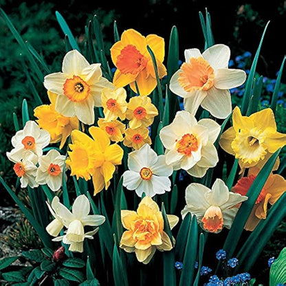 Doppelte Blütenblätter Narzisse Narzisse Blumensamen