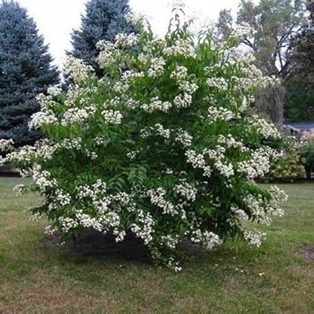 White Sevenson Flower seeds for Planting - Wildflower Mix, Heirloom & GMO Free Seeds for Home Garden
 
 Sale for planting in home garden.