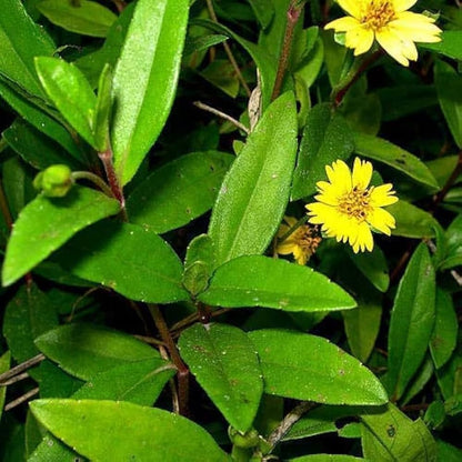 ブラフミーの花の種まき用 - 鮮やかな花、伝統種・遺伝子組み換えなしの種 家庭菜園用