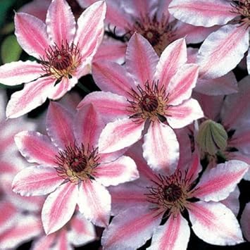 Mixed Nelly Moser Flower seeds for Planting - Bright Blooms, Heirloom & GMO Free Seeds for Home Garden
 
 Sale seeds for planting in home garden