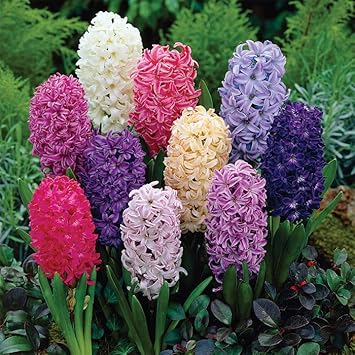 Hyacinthus Orientalis Flower seeds for Planting - Wildflower Mix, Heirloom & GMO Free Seeds for Home Garden
 
 Sale seeds for planting in home garden