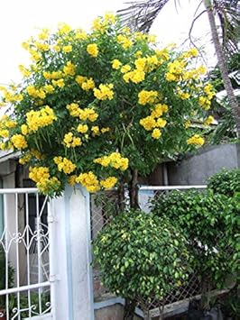 Yellow Campis Radicans Flower seeds for Planting - Low Maintenance, Heirloom & GMO Free Seeds for Home Garden
 
 Sale for planting in home garden