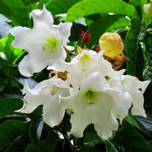 Easter Lily Vine Flower Seeds
