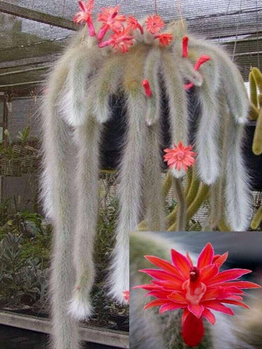 Soft Monkey Tail Cactus Herb Seeds