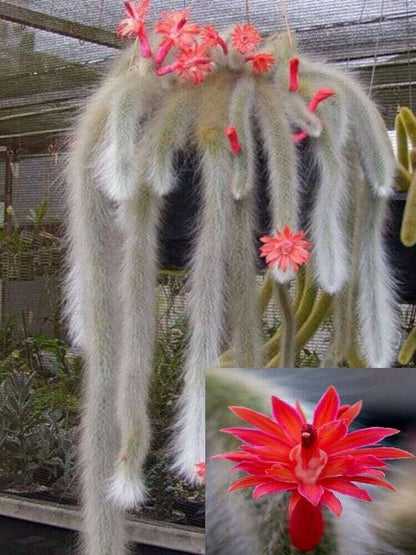 Soft Monkey Tail Cactus Herb Seeds