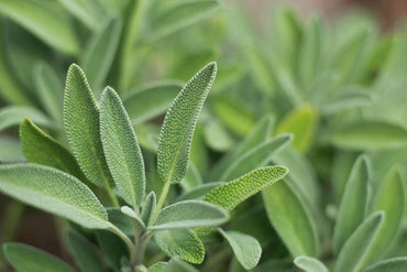 Semi di Salvia Comune