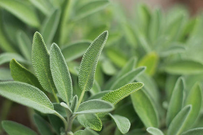Common Sage Herb Seeds