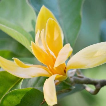 Butterfly Magnolia Flower Seeds