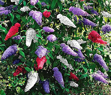 ミックスフサフジウツギの花の種まき用 - 季節ごとに咲く、伝統種で遺伝子組み換えなしの家庭菜園用種子