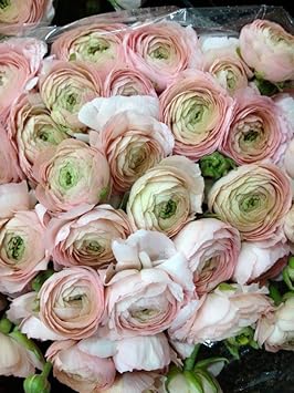 Pink White Ranunculus Flower seeds for Planting - Garden Favorite, Heirloom & GMO Free Seeds for Home Garden
 
 Sale for planting in home garden