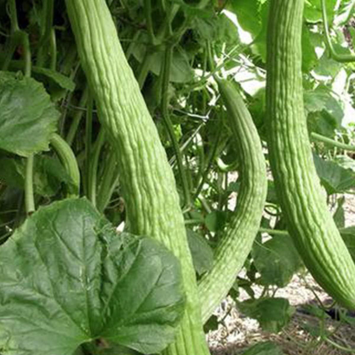 Japanese Long Cucumber Seeds – Tender & Burpless