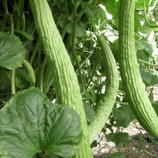 Japanese Long Cucumber Seeds – Tender & Burpless