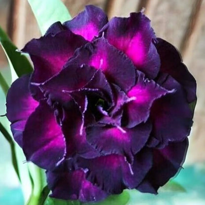Purple Desert Rose Flower Seeds