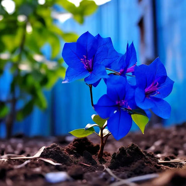 Balcony Blue Bougainvillea Flower Seeds