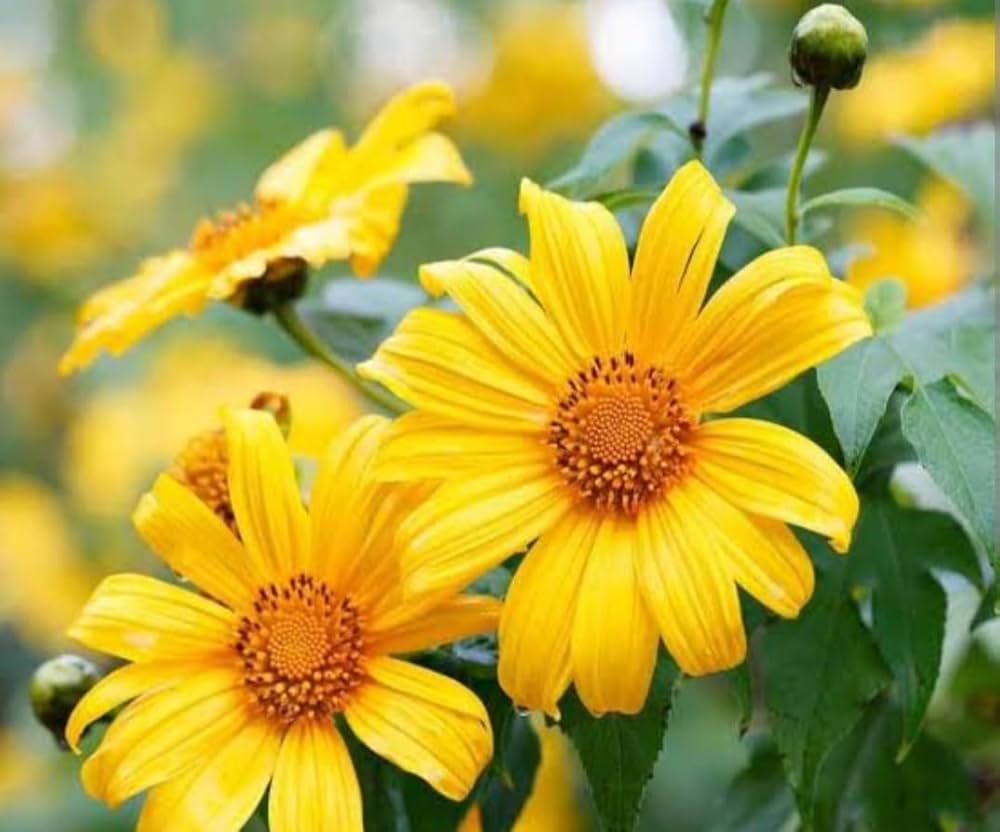 Tithonia Diversifolia Flower seeds for Planting - Garden Favorite, Heirloom & GMO Free Seeds for Home Garden