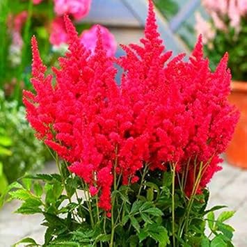 Red Astilbe Perennial Flower seeds for Planting - Pollinator Friendly, Heirloom & GMO Free Seeds for Home Garden
 
 Sale seeds for planting in home garden