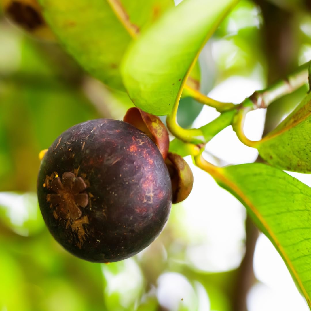 Mangosteen Fruit Seeds
