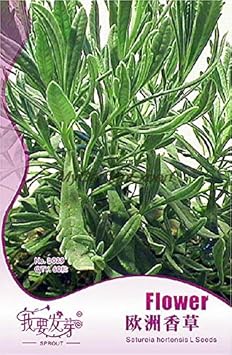 Satureia Hortensis Flower seeds for Planting - Compact Growth, Heirloom & GMO Free Seeds for Home Garden
 
 Sale for planting in home garden