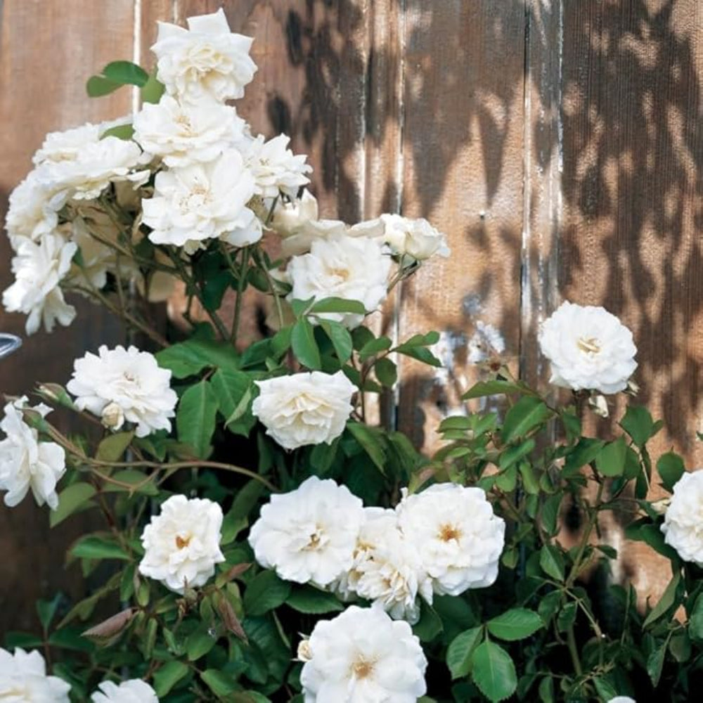 Climbing White Fairy Rose - Delicate White Climbing Rose Bush for Your Garden