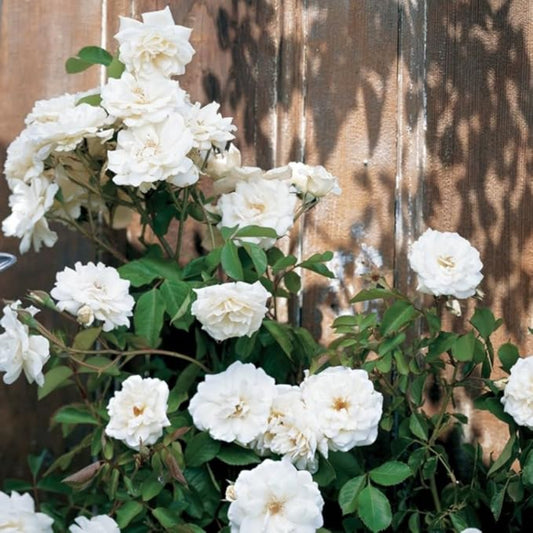 Climbing White Fairy Rose - Delicate White Climbing Rose Bush for Your Garden
