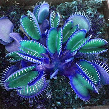 Semi di Erba Dionaea Muscipula Blu