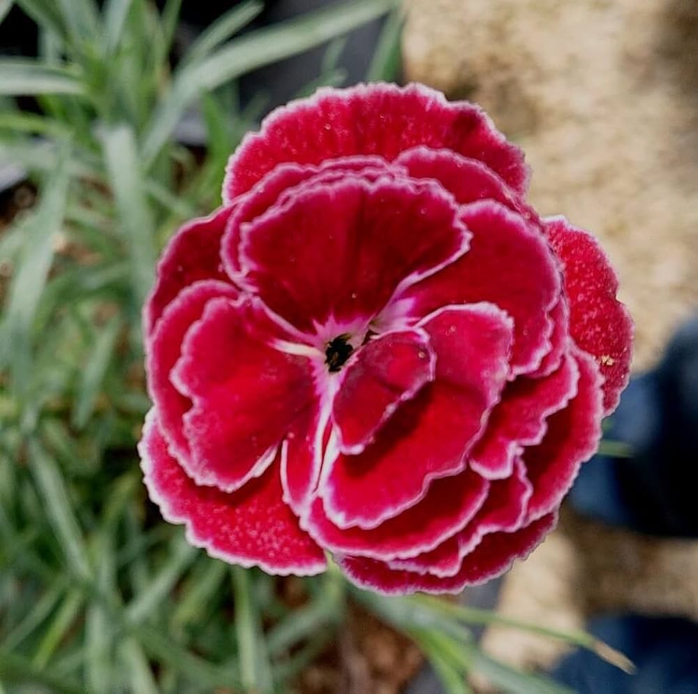 Burgundy Dianthus Flower seeds for Planting - Cut Flower Favorite, Heirloom & GMO Free Seeds for Home Garden
 
 Sale