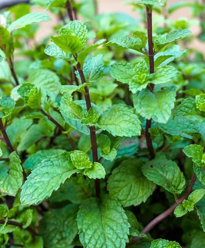 Mojito Mint Herb Seeds