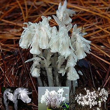 White Monotropa Uniflora Flower seeds for Planting - Compact Growth, Heirloom & GMO Free Seeds for Home Garden
 
 Sale for planting in home garden