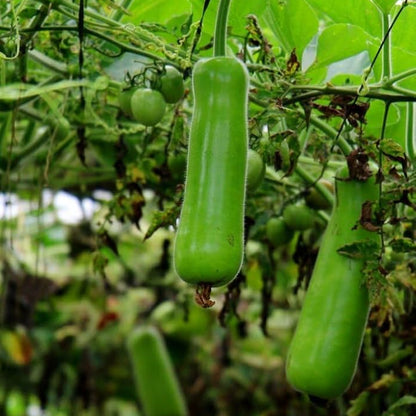 Bottle Gourd Calabash Vegetable Seeds