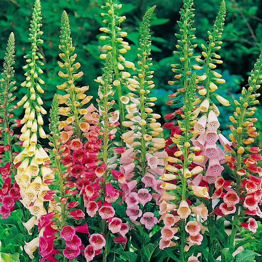 Foxglove Seeds Mixed Colors