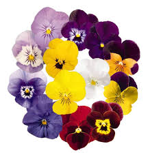 Johnny Jump Up Seeds – Mixed Colors for Planting